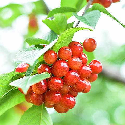 开云电竞登录入口大红樱桃三